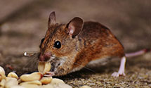 24 Hour & Emergency Exterminators in Mckee Half FL, PA